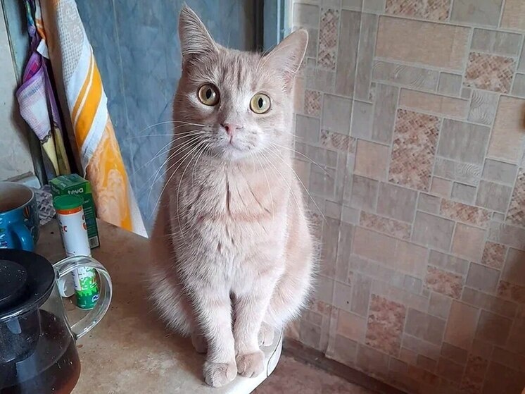     Дешевый корм для кошки — все равно что фастфуд для человека. фото: архив МК в Великом Новгороде