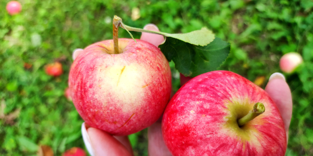 14.01.2026 Среда Дневник "Мой новый день" Ждём морозы -42° Бег был вместо утренней гимнастики! Пирог с шампиньонами