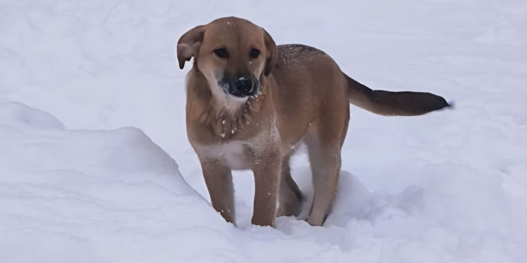 Маняша. Щенок в снегу