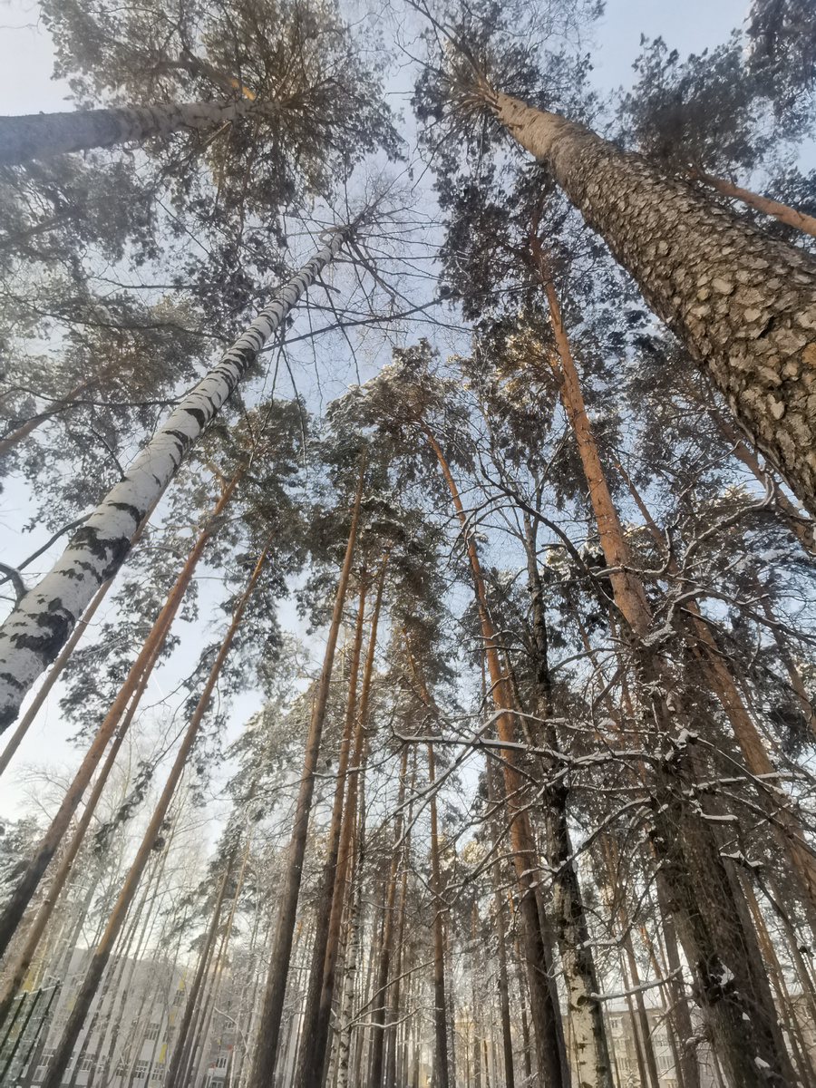 Зима в школьном парке 