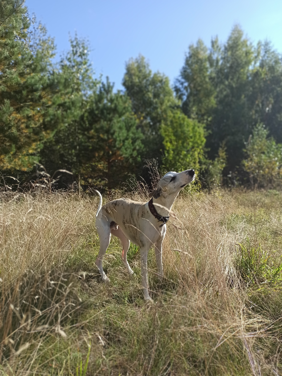 В своей стихии)