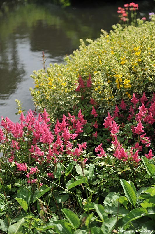 Астильба 'Bonn'