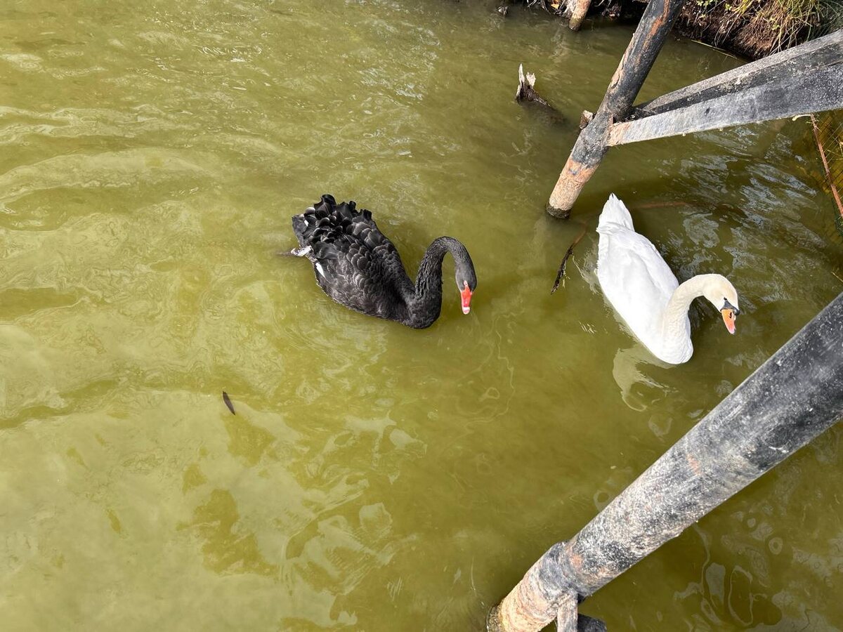 Фото с Телеграм канала "В Марксе хорошо" 