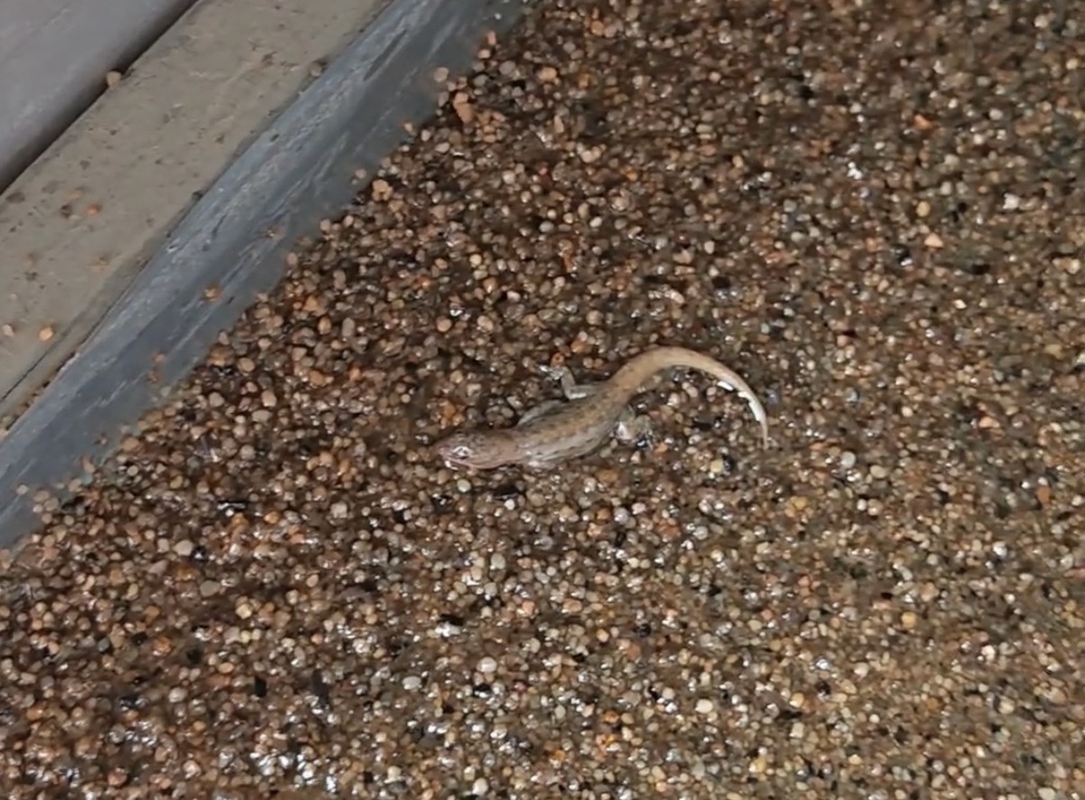 Ящерица в полимерном покрытии