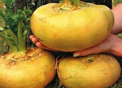 Проще пареной репы