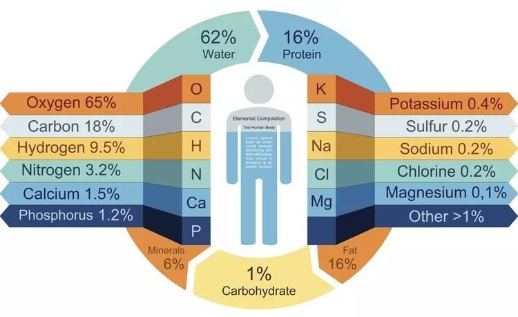    Химический состав человеческого тела. Источник изображения: thoughtco.com