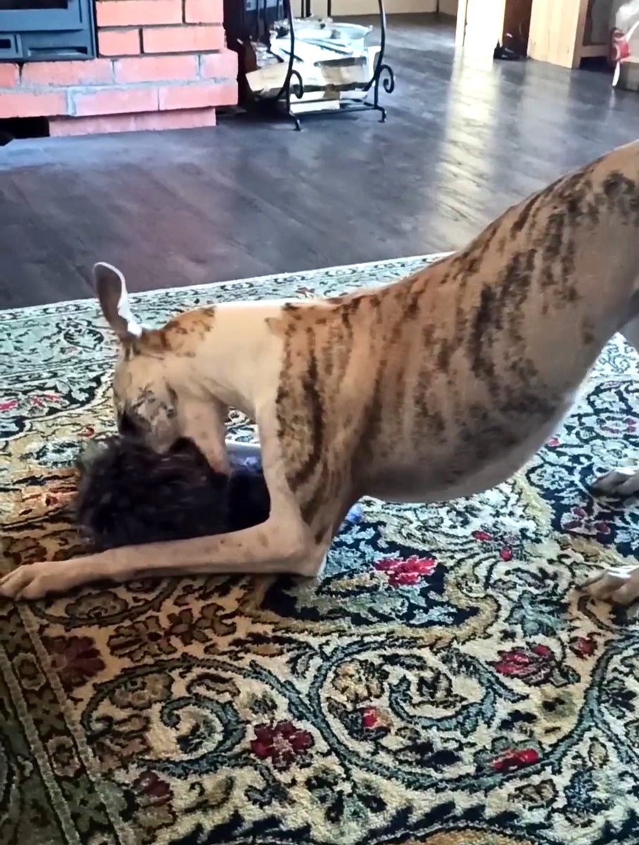 Тренировка в разгаре,видео ниже)