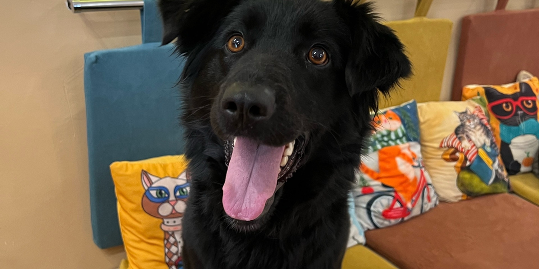 Адель ищет дом!