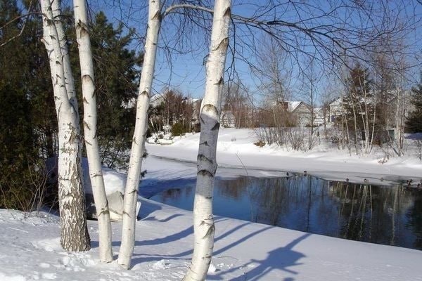 Снег выше колена кому то был в радость,а кто то все ругал дорожные службы,но ясно одно,это удивительная красота.