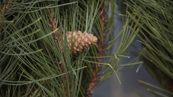    © РИА Новости Крым . Дмитрий Макеев