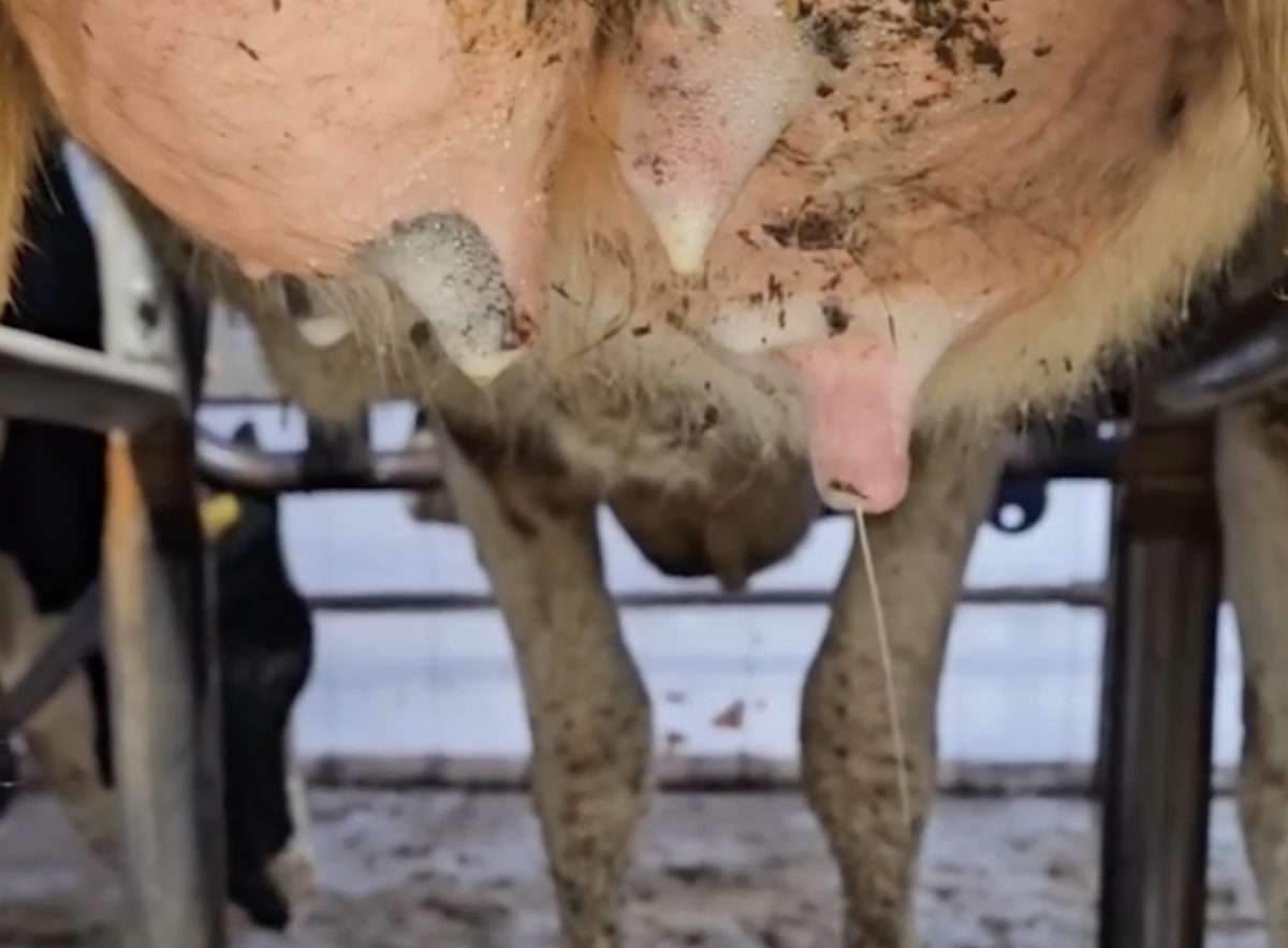 Позднее подключение доильного аппарата