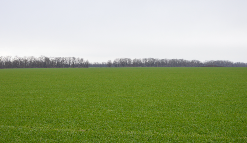 Фото автора. 10.01.2026. Озимое поле агрофирмы. Перед приходом снежного заряда.