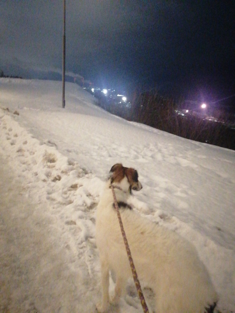 Фото автора. Прогулка с собакой