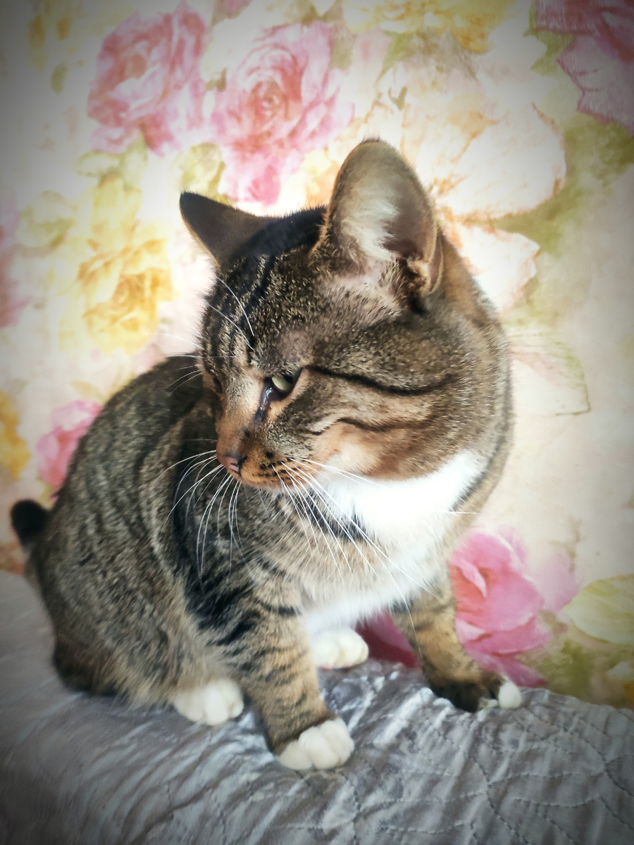 Кот - Дима🐱