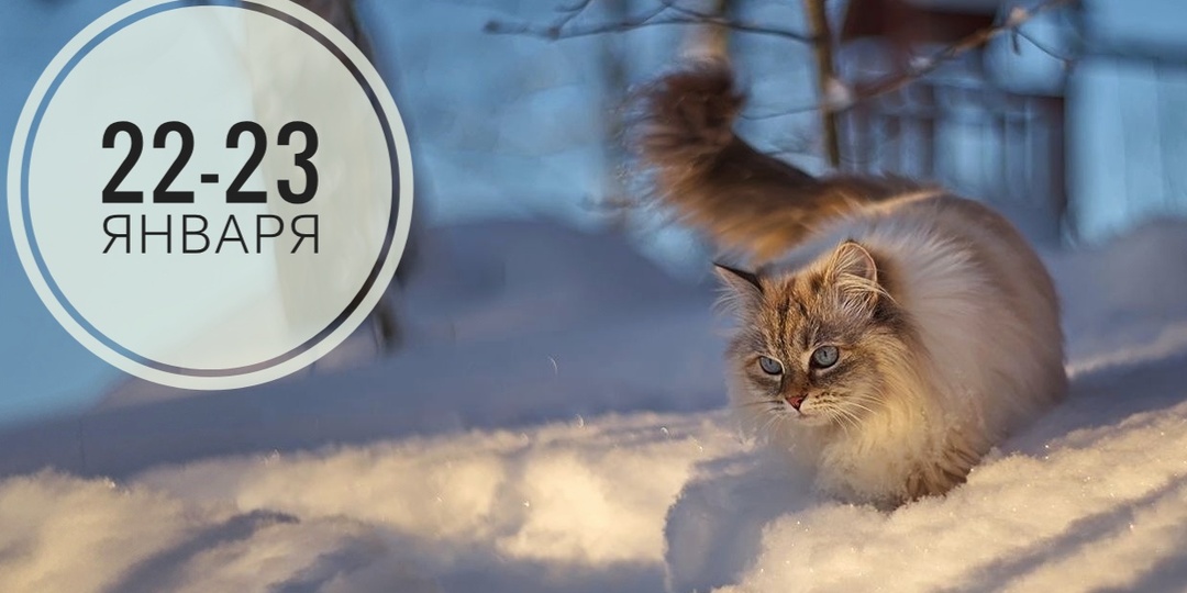 Нумерологический прогноз на 22 и 23 января 2025: от мягкой гармонии к мистической тайне