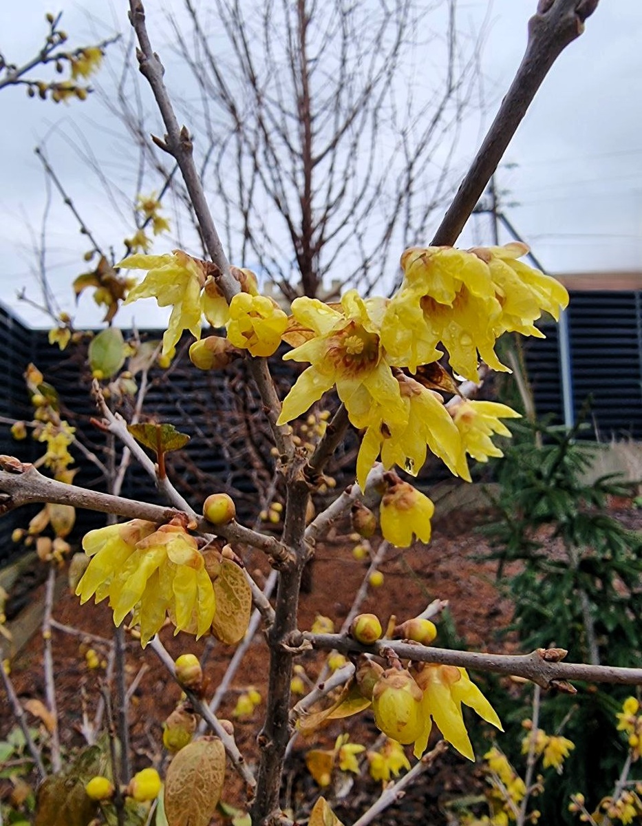 Chimonanthus praecox - Химонант Скороспелый. Анапа. Январь.
