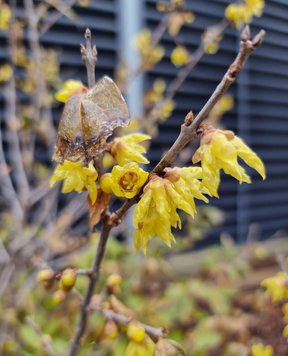 Chimonanthus praecox.