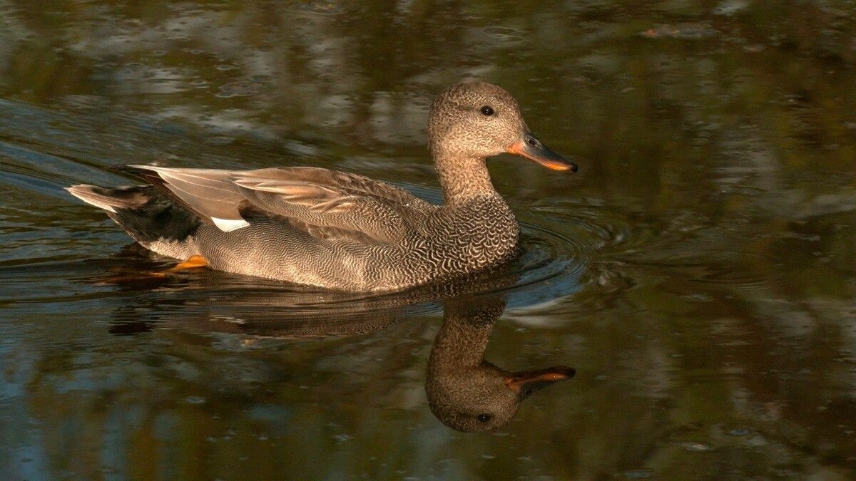   Telegram-канал Павла Глазкова
