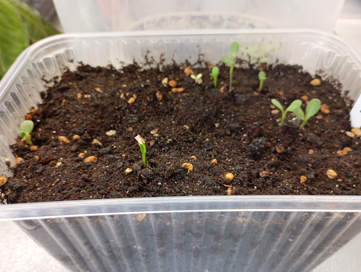 Всходы эхинацеи