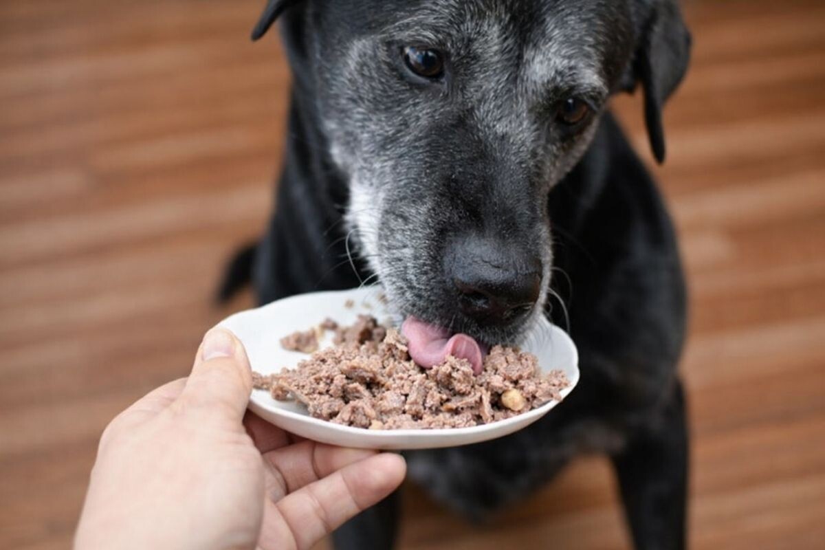 Пожилая собака ест корм 