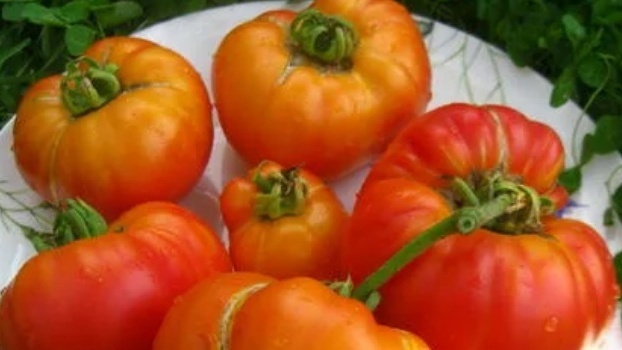 Вот такой "богатый" урожай дала разрекламированная Хурма