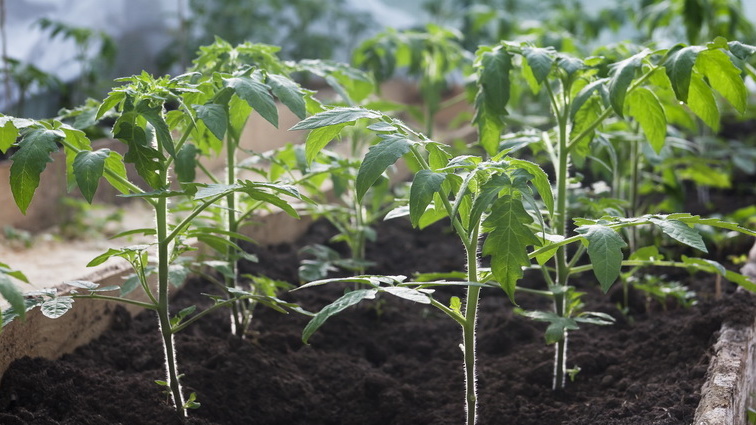 Никаких поблажек и особого ухода