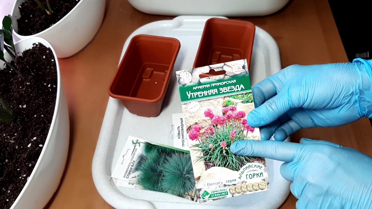 Отправляю семена армерии приморской  в холодильник на стратификацию.