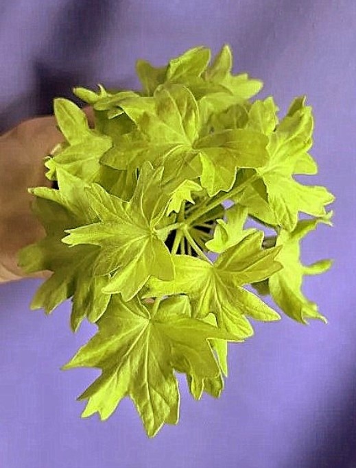 Как я люблю это золото листьев, такое весёленькое! Такой черенок полноценный мне достался.