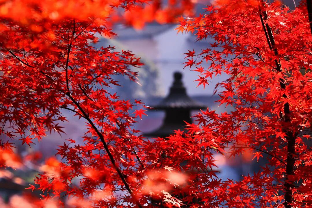 Нанкин (КНР). Источник: WeChat.