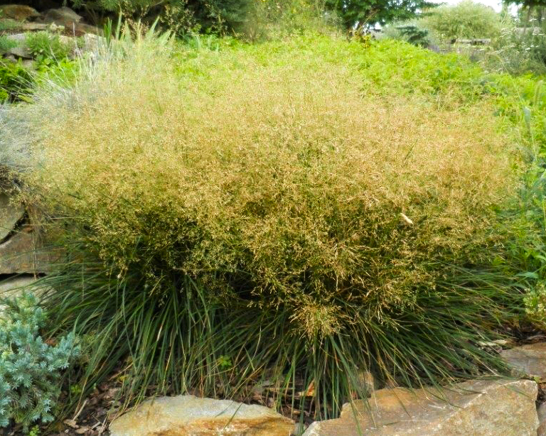 Щучка дернистая "Палава". Фото из интернета