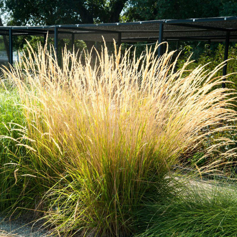 Вейник остроцветковый (Calamagrostis acutiflora) "Karl Foerster". Фото из интернета.