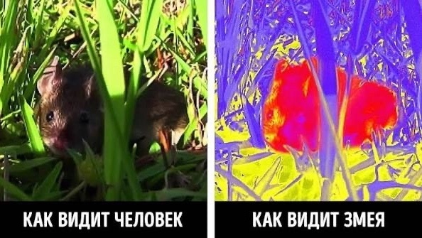 Источник: science-atlas.com