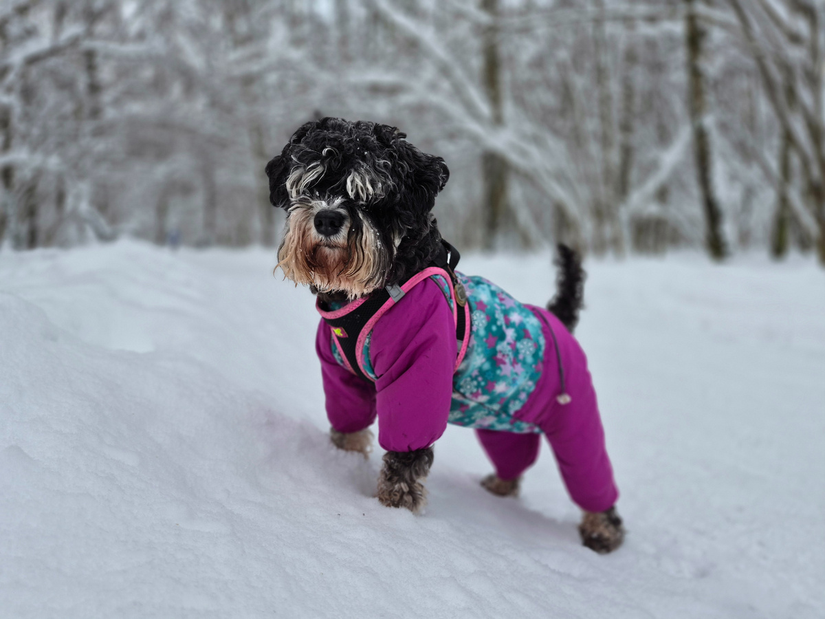 Зимняя Джессечка