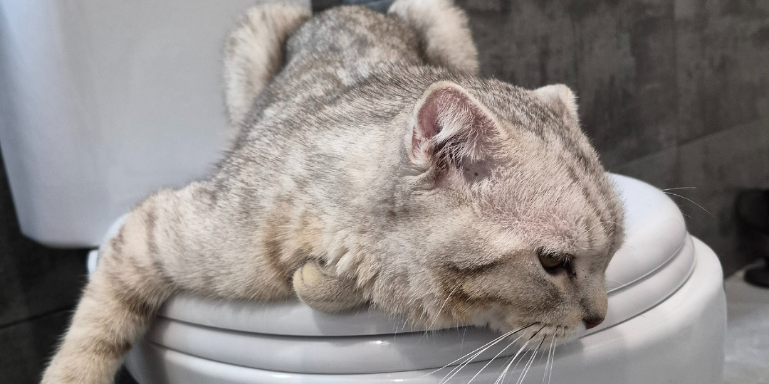 Почему кошка идет в лоток, когда ты ешь