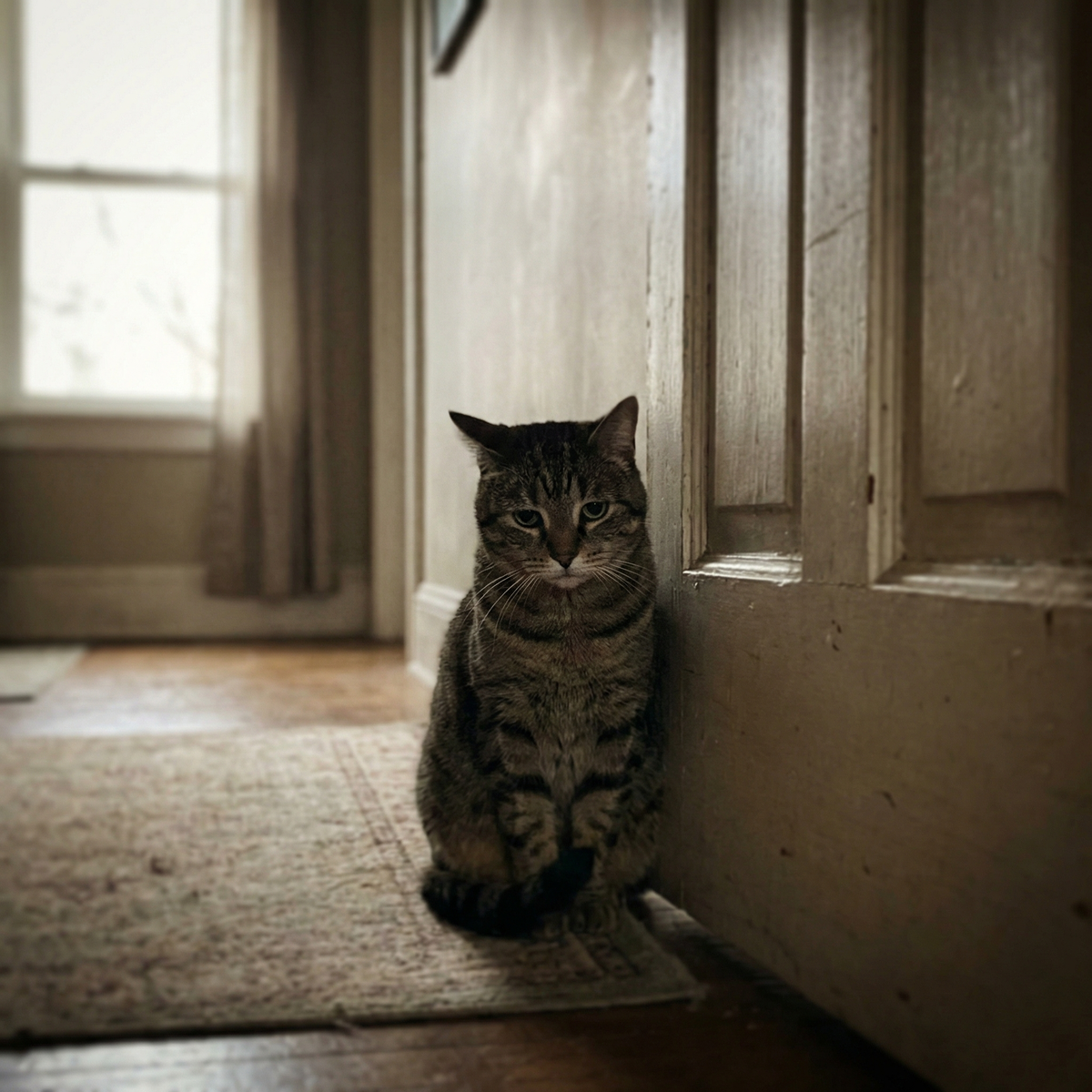 Кошки привязываются к дому больше, чем к хозяевам (как бы грустно это не звучало)