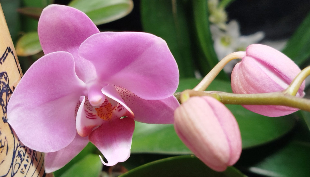 Второе домашнее цветение орхидеи Сиэтл 2025