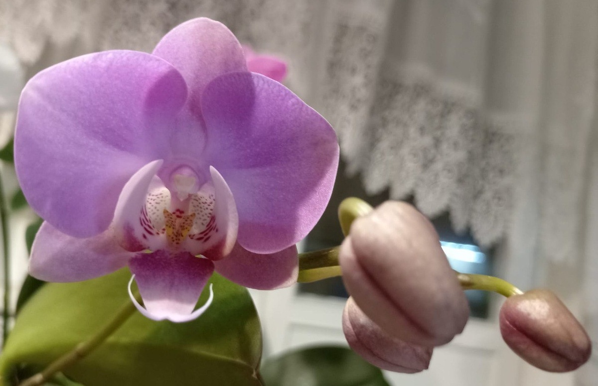 Первое домашнее цветение 2024