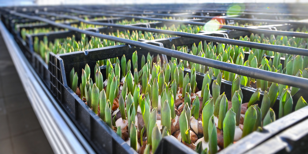 Казань цветёт по умному: в городе появились роботизированные теплицы».