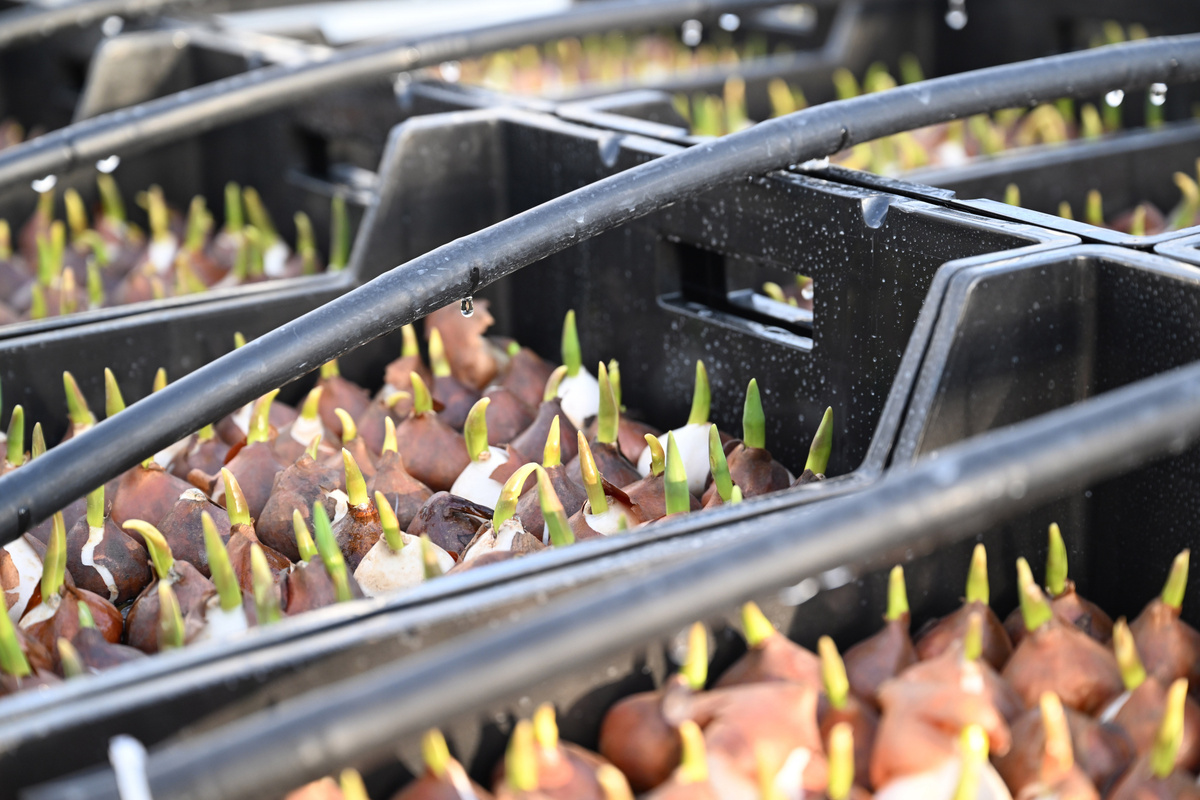 Фото предоставлено пресс-службой мэрии Казани