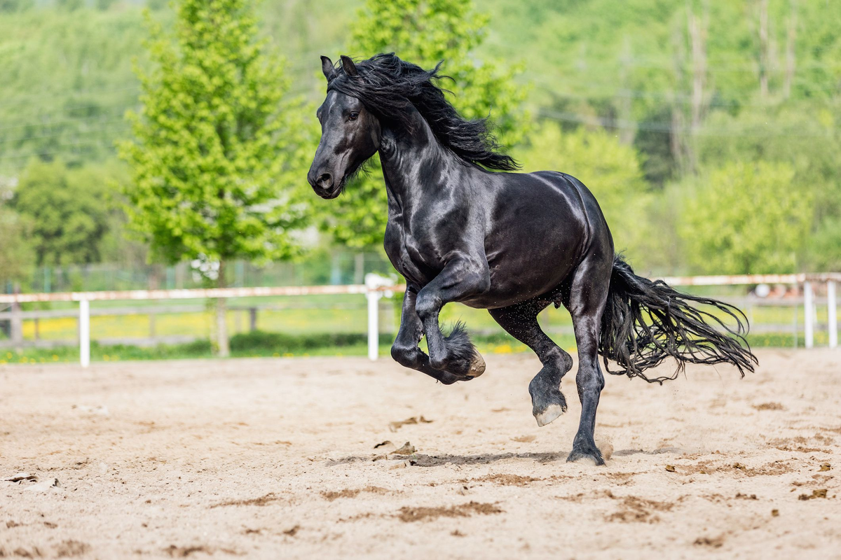 Фото взято из источника: https://www.thesprucepets.com/friesian-sport-horse-breed-profile-5113206