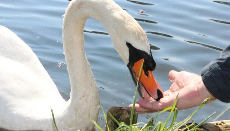   Чем можно кормить уток и лебедей? Фото: по лицензии CC0 Pxhere.com