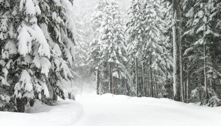    Зимние метаморфозы. Как мороз меняет запахи? Фото: Meera Parat on Unsplash