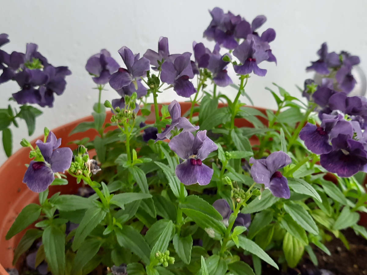 Немезия ESCENTIAL Blackberry