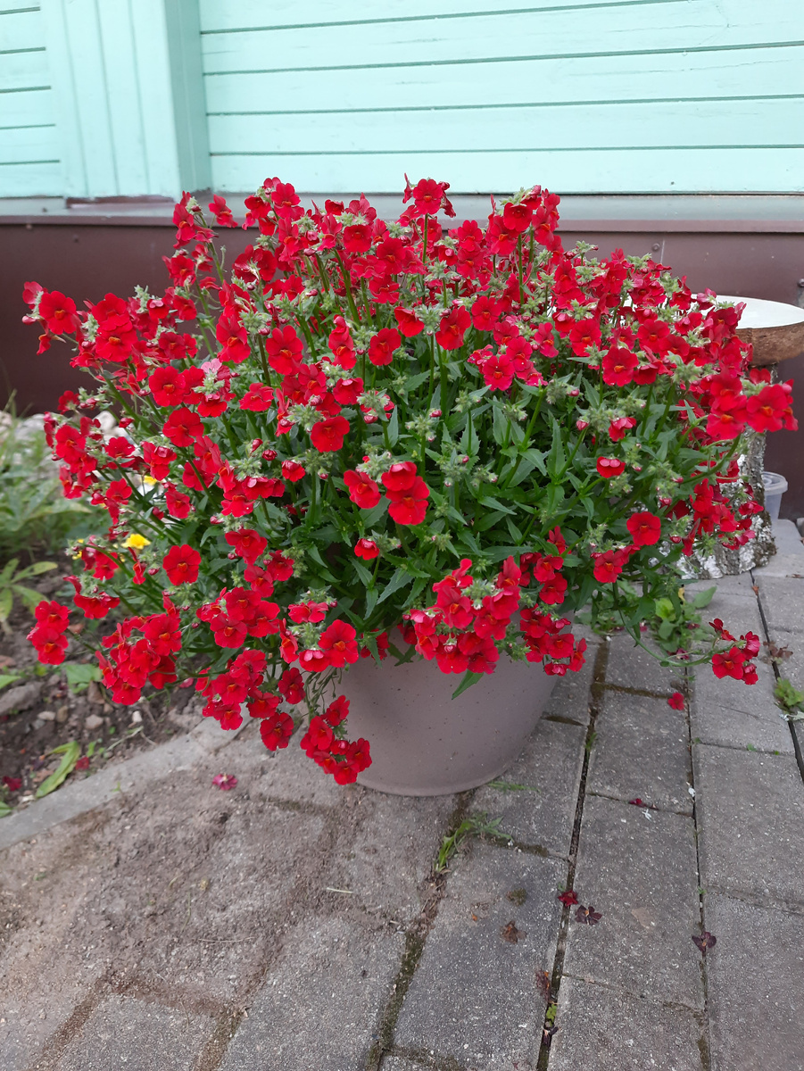 Немезия SUNSATIA PLUS Granada, в галерее 4 фото