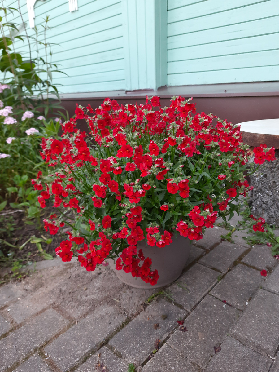 Немезия SUNSATIA PLUS Granada