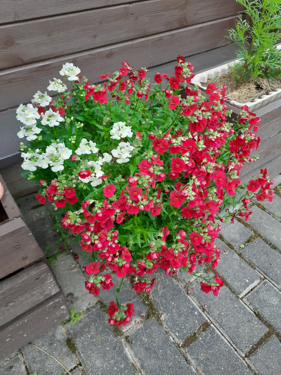 Немезия SUNSATIA PLUS Granada