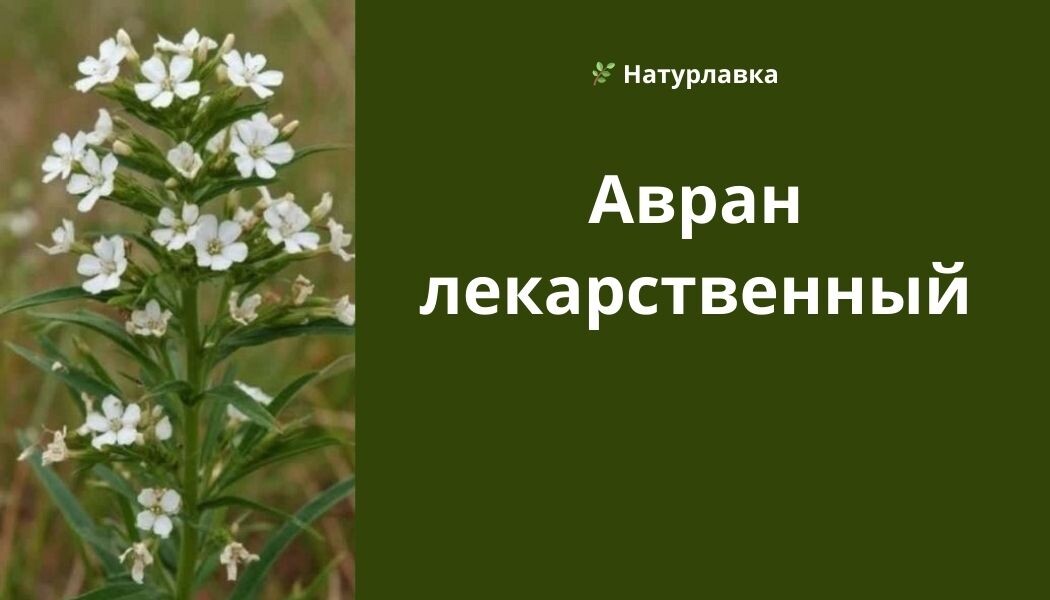 Авран лекарственный— скромное, но очень опасное и интересное растение из семейства Подорожниковые. Его можно встретить по берегам рек, на сырых лугах и болотистых местностях практически по всей европейской части России. На первый взгляд он неприметен: невысокие стебли с ланцетовидными листьями и небольшими бледно-желтыми или беловатыми цветками с фиолетовыми прожилками, одиночно сидящими в пазухах листьев. Однако за этой внешней простотой скрывается сильнодействующая сила. Своё латинское название  («Божья милость») растение получило за многовековую репутацию мощного лекарственного средства. С древних времён его применяли в народной медицине как сильнейшее слабительное, мочегонное, рвотное и противоглистное средство. Использовали его также для лечения сердечных недугов, кожных болезней и даже в качестве антидепрессанта. Однако в современной научной медицине из-за высокой токсичности его применение строго ограничено или исключено.
Главная особенность — ядовитость:
Все части аврана лекарственного ядовиты. Они содержат опасные гликозиды (грациолин, грациотоксин), сапонины и алкалоиды, которые оказывают сильнейшее раздражающее действие на желудочно-кишечный тракт и могут вызывать:
•	Кровавые поносы и рвоту
•	Судороги
•	Нарушение сердечной деятельности и дыхания
•	Нефрит (воспаление почек)
•	В тяжелых случаях — смерть.
Отравление может наступить даже при передозировке лекарственных настоев, не говоря уже о случайном употреблении. Растение также опасно для скота на пастбищах.
Важно знать и отличать:
Из-за внешней неяркости авран легко спутать с некоторыми другими луговыми травами, что увеличивает риск отравления. Собирать, употреблять или заниматься самолечением с использованием аврана категорически запрещено. Всю работу с ним как с потенциально опасным сырьём могут проводить только специалисты-фармацевты.
Авран лекарственный — яркий пример того, как тонка грань между лекарством и ядом в природе. Это растение требует крайней осторожности и уважения.