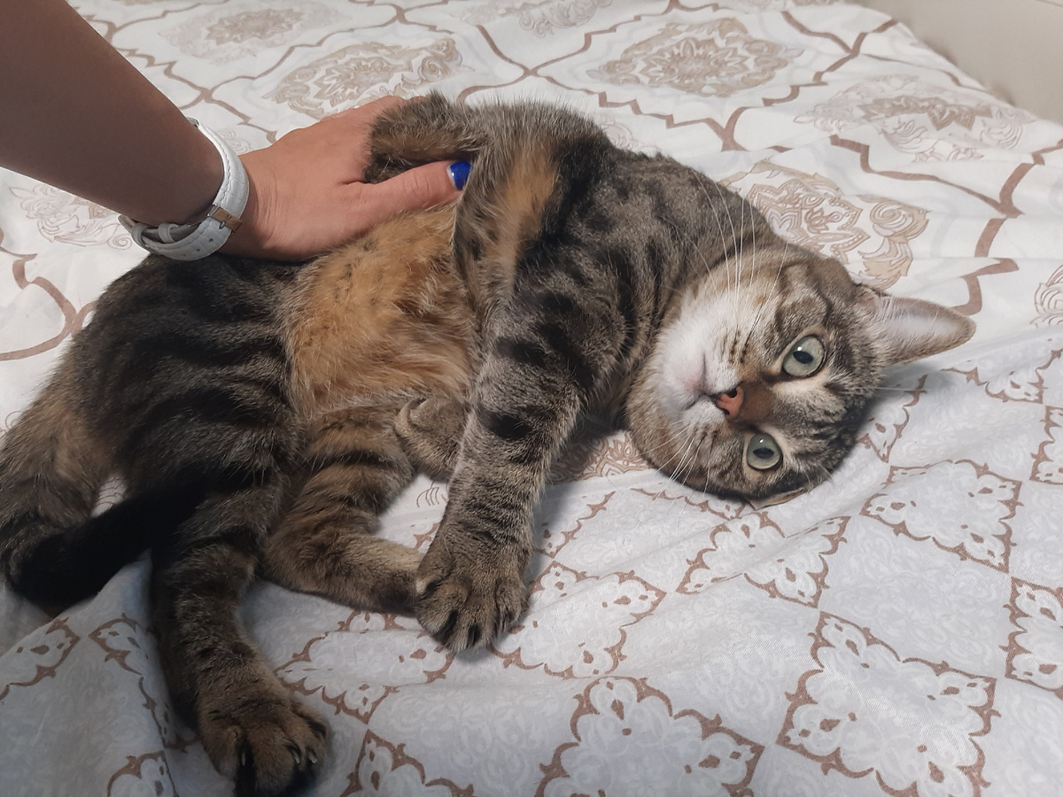 А уж как котька устала от перебежек))