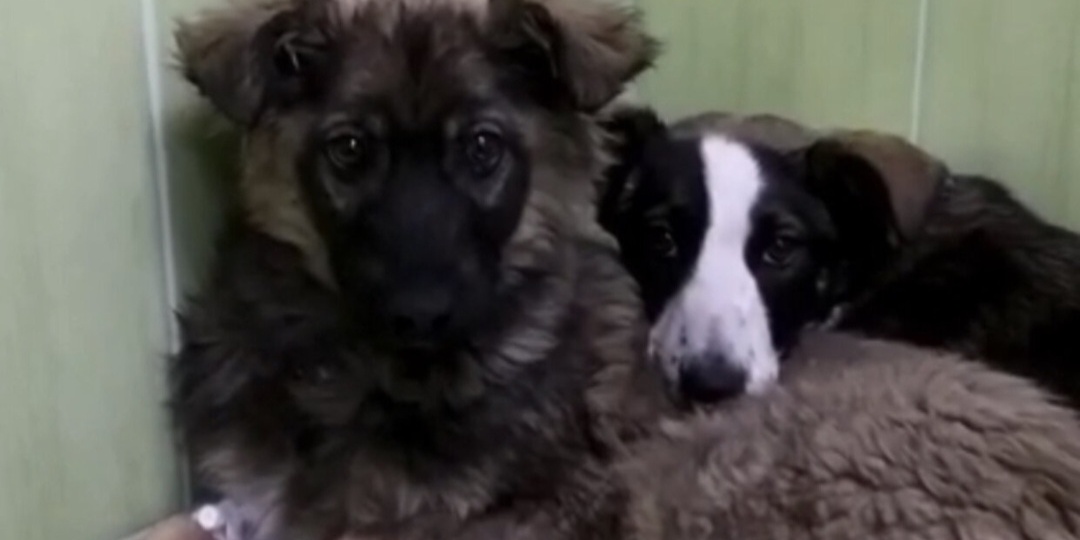 Саша и Маша. Предательство хозяев и 5 лет несбыточных мечтаний