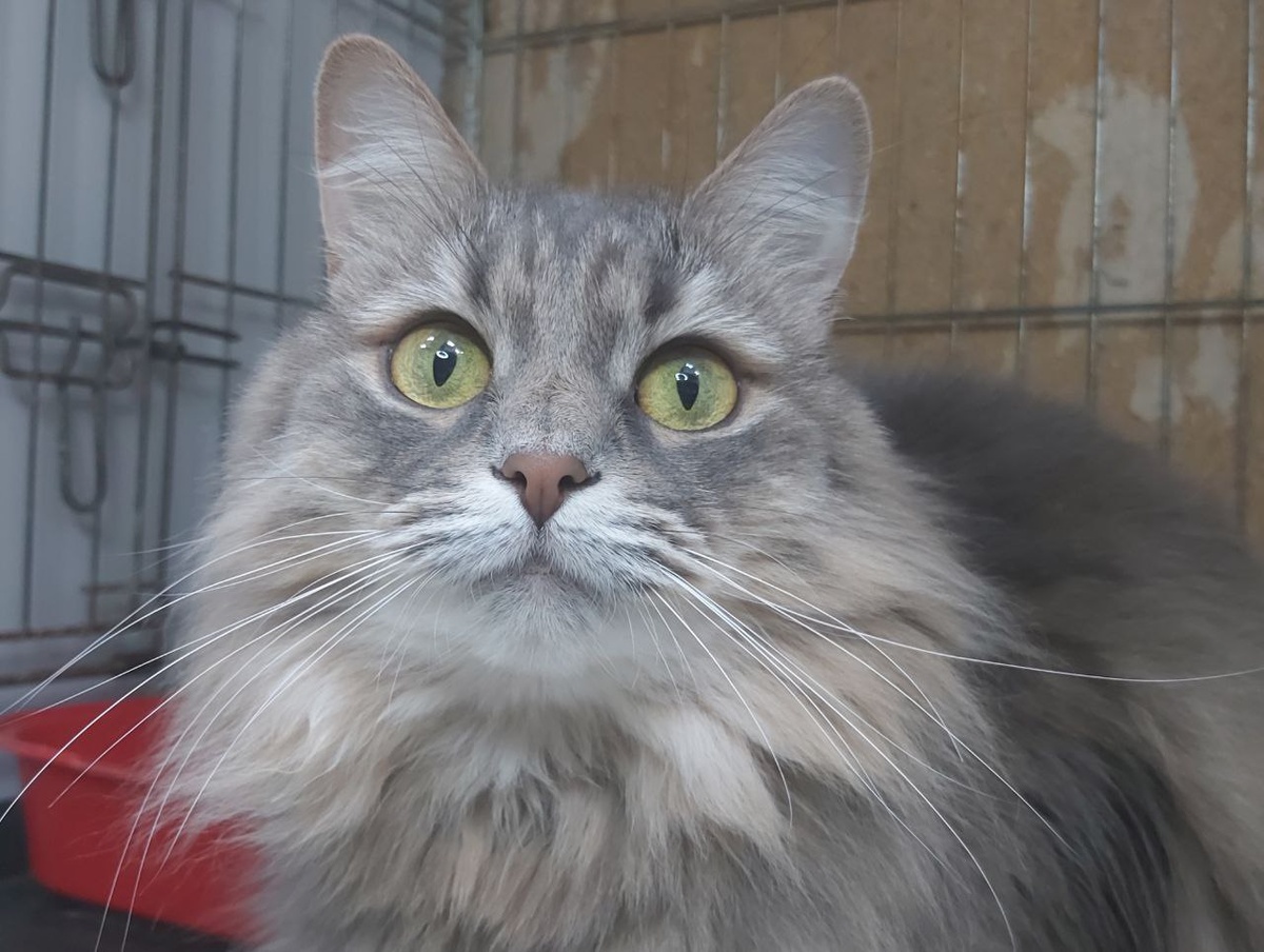 Кошечка Акалифа, 5 лет. Акалифа домашняя кошечка, отдали в связи с болезнью хозяйки. Воздушная и пушистая кошечка.